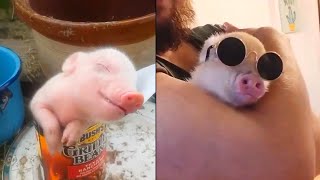 Cutest Pig Videos that I found #7