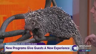 Brookfield Zoo Chicago: New Programs Give Guests A New Experience