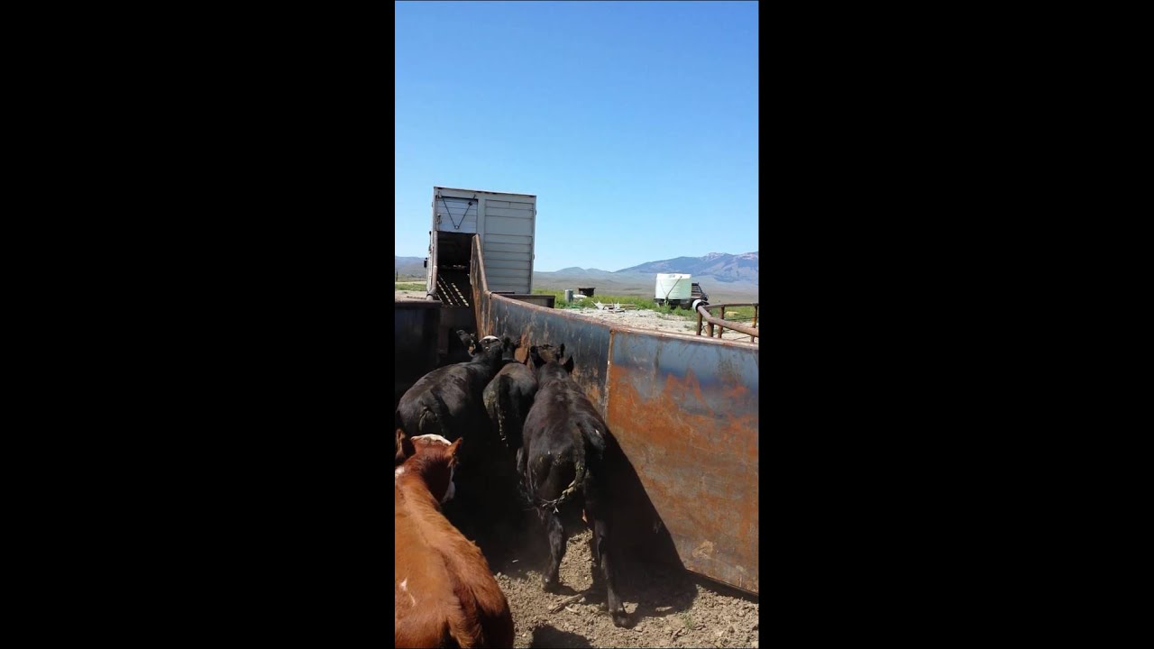 Beau loading calves on to the semi