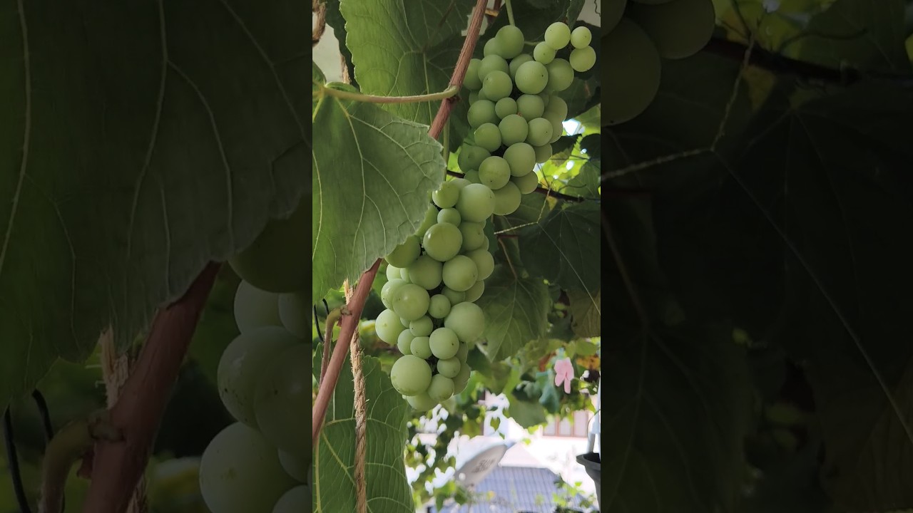GRAPES IN MY HOUSE 