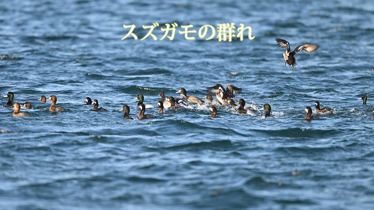 スズガモの群れ