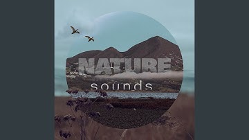 Flowing Creek And Mountain Birds Part 11