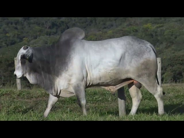 Lote 40   11º Leilão Fazenda Modelo