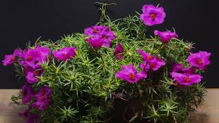 Time-Lapse: Watch Portulaca Flowers Bloom and Fade! by Tony's Exploration- Home & Garden 1,596 views 1 year ago 54 seconds