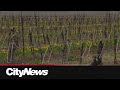 Frost causing concerns for Ontario vineyards