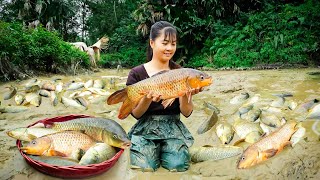 Harvesting A Lot Of Fish At Mud Pond Goes to market sell - Cooking fish | New Free Bushcraft