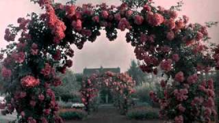 Miniatura del video "R. Stevie Moore - Flowers Sleep Into The Night (1977)"