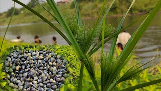 Download Lagu Cooking Amazing Cambodian Sun-Dried Clams| Khmer Leas Hal Eating so delicious MP3