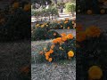 Japan park at Islamabad #travel #healthylifestyle #farming #mountainnature #nature #flower#park