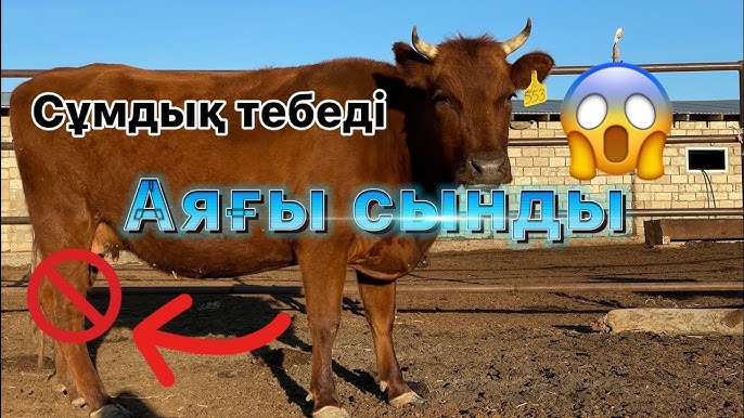 Сиыр қыздың қалпын қалай меңгеруге болады Сиыр қыздың қалпын қалай меңгеруге болады