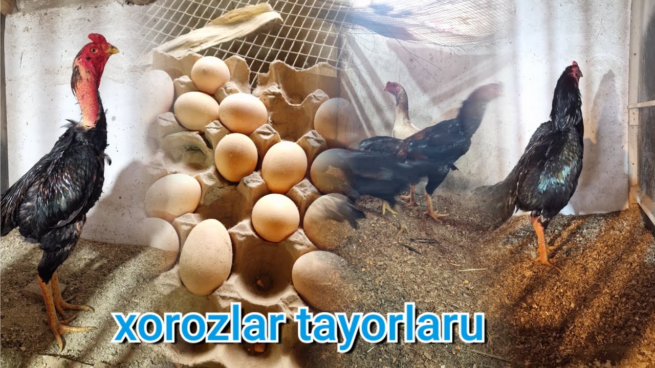 Toayor xoroz soraganlarga 91 127 38 50 