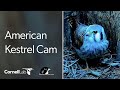 Wisconsin Kestrel Outside Cam | Cornell Lab | Raptor Resource Project