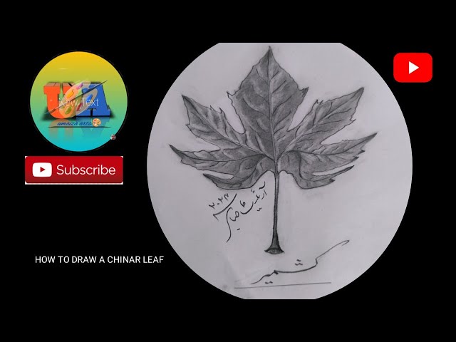 how to draw a chinar leaf #pencil sketch THE IDENTITY OF KASHMIR - YouTube