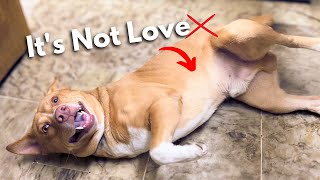REAL REASON Why Your DOG Shows Belly