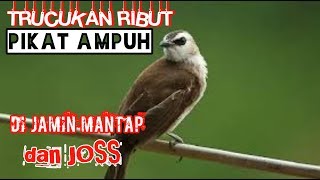Download lagu TRUCUKAN RIBUT UNTUK PIKAT TRUCUKAN
