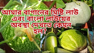 আমার বাগানের মিষ্টি লাউ এবং বাংলা লাউয়ের অবস্থা দেখতে কেমন হল| #Shoker_bagan_uk_2021