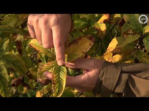 Video: Welke bomen hebben felrode bladeren in de herfst?
