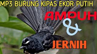 Suara/mp3 burung kipas ekor putih