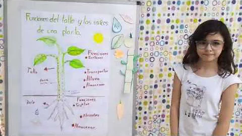 ¿Cómo funciona la raíz de un árbol?