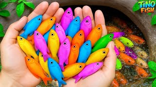 Catch colorful fish, ornamental aquarium fish, goldfish, baby turtle, crayfish, platy fish, eel, koi