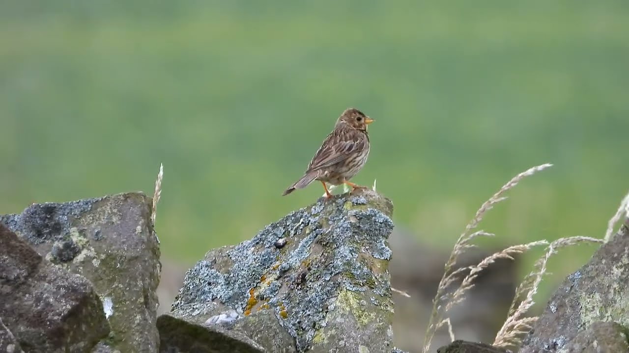 Corn Bunting distraction display