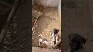 La Guardia Civil rescata dos Perritos Mastín en una instalación con riesgo de derrumbe... 🐕😍🐕😍🐕😍