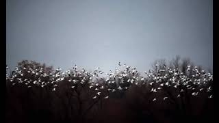 Max Richter - Organum