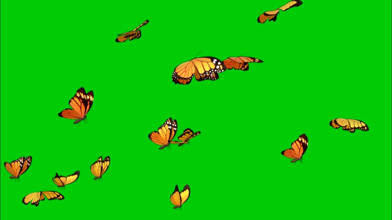 Free! Butterfly 🦋 flying green screen | No-Copyright | Free Download