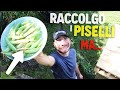 ROMPO LA CANON PER RACCOGLIERE I PISELLI.. [ACCIPICCHIA] 😅