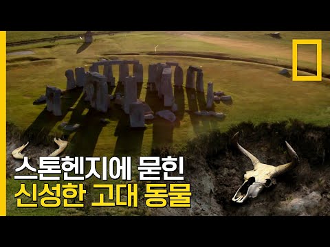 스톤헨지와 블릭미드의 연결점, 종교적 토템이 된 신성한 고대 동물 | <strong>알버트</strong> 린의 잃어버린 도시들