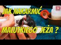 Jak nakarmić malutkiego jeża? #Jeż karmiony butelką
