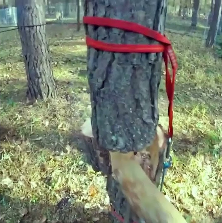 дерево - YouTube