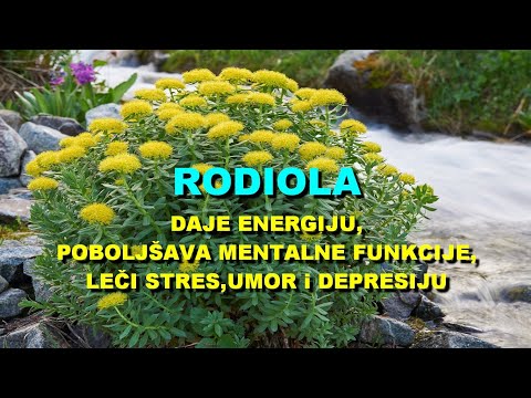 Video: Radiola rosea je lijek za mnoge bolesti