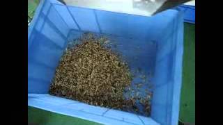 Color Sorting Machine for walnut kernel Email howard.angelon@gmail.com