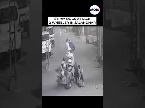 2 Men Attacked By Stray Dogs In Jalandhar Street #shorts #viral