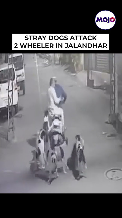 2 Men Attacked By Stray Dogs In Jalandhar Street #shorts #viral