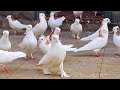 Армянские голуби!!! АРМЕНИЯ. Armenian pigeons!!! ARMENIA.