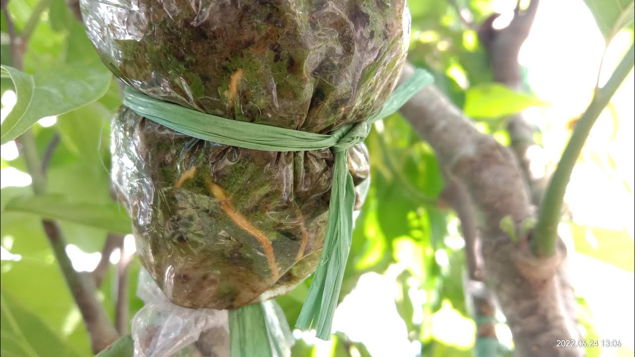 Begini Cara mencangkok Bunga Kenanga || How to transplant Kenanga flowers
