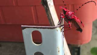 Red Long Horned Beetle Take-off