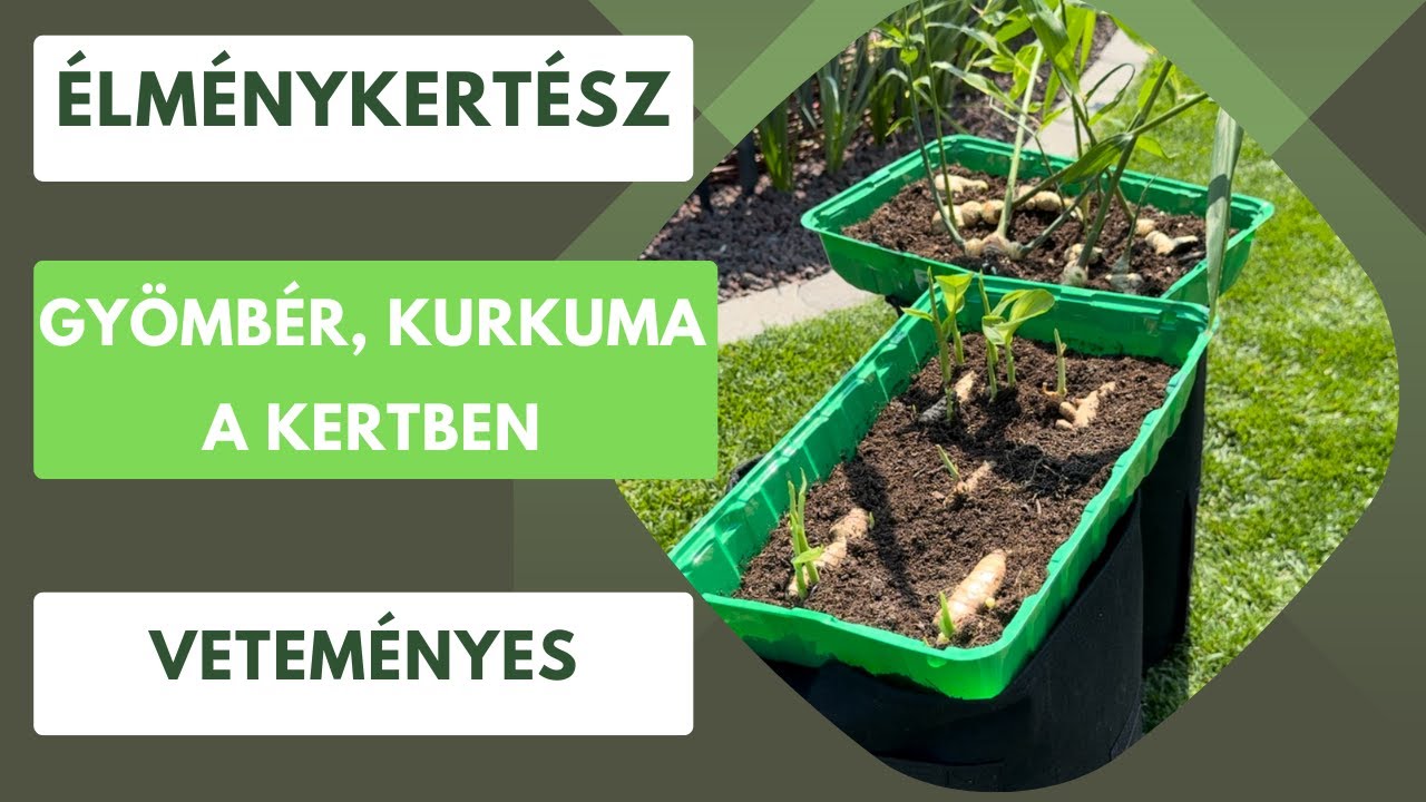 Gyömbér és kurkuma a kertben🫚