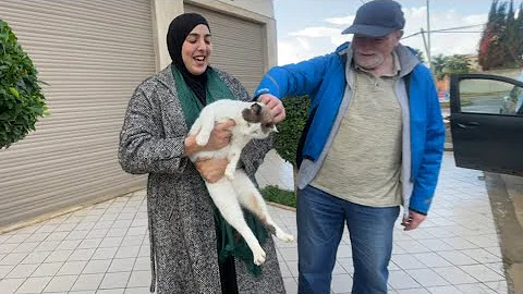 Watch the video about The Siamese cat loves attention and delicious food for itself and its friends.