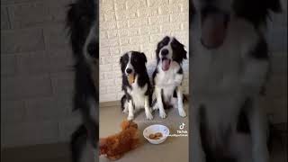 Funny dog videos of TikTok compilation!
