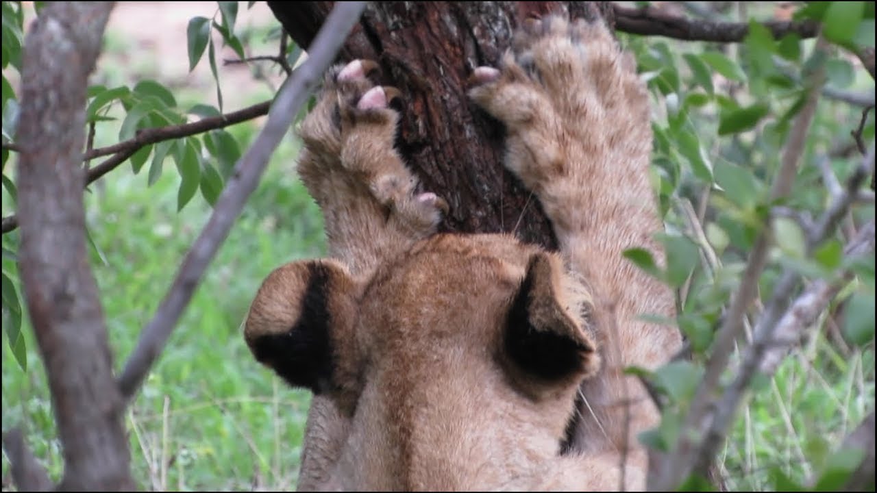 Lion Cub Shows Off His CLAWS - YouTube