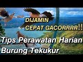 Perawatan Harian Tekukur Agar Cepat Gacor dan Birahi‼️✅