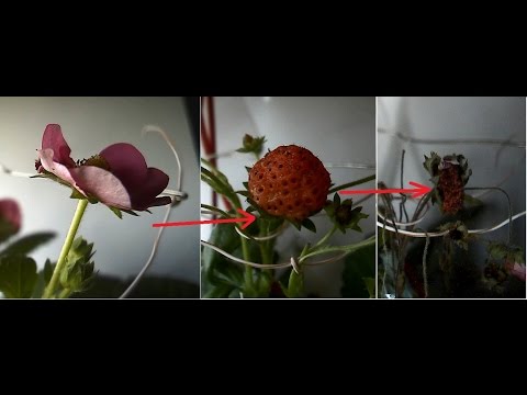 Полный жизненный цикл клубники или рост и созревание ягоды за 30 секунд (таймлапс)