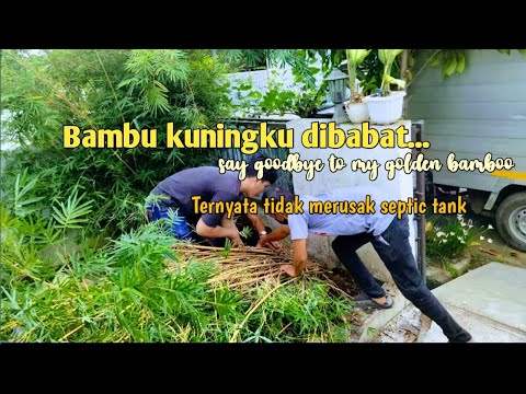 Video: Bagaimanakah Golden Bamboo sampai ke sini?