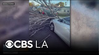 City-maintained trees, and damage costs related to fallen trees | On Your Side