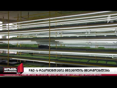 FAO მწვანილის მწარმოებლებს ბაზრების დივერსიფიკაციას ურჩევს