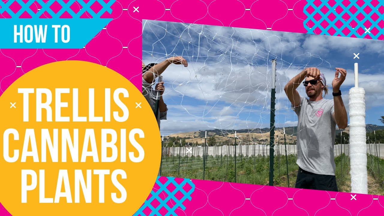 TRICKS OF THE TRADE | How We Trellis Cannabis Plants in the Windy LUMA Gap!