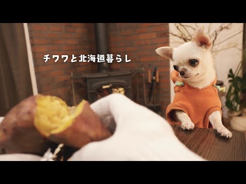 【冬に楽しむ犬おやつ】ヨーグルトアイス添えの焼き芋／雪かき／いつになったらできる？手編み帽子